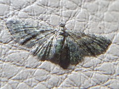 Chloroclystis mniochroa