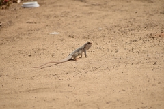 Dipsosaurus dorsalis