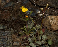 Harmonia guggolziorum