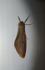 Fraus crocea