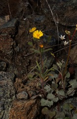 Harmonia guggolziorum