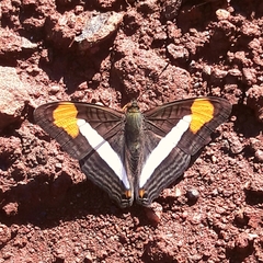 Adelpha abia