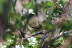 Leiothlypis celata orestera