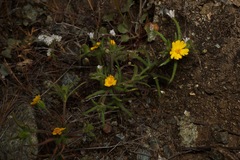 Harmonia guggolziorum