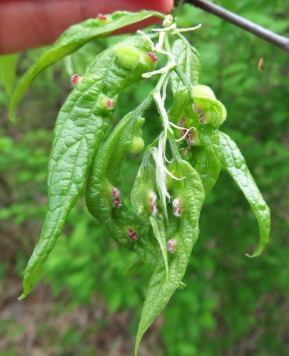 Hackberry Blister Gall Midge