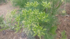 Lomatium suksdorfii