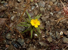 Harmonia guggolziorum