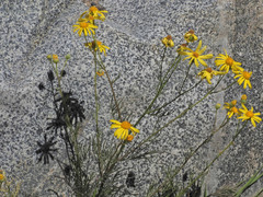 Senecio flaccidus monoensis
