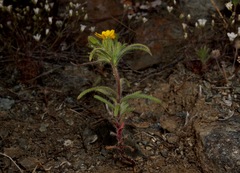 Harmonia guggolziorum