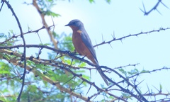 Melaenornis semipartitus