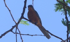 Melaenornis semipartitus