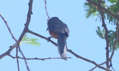 Melaenornis semipartitus