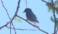 Melaenornis semipartitus