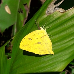 Phoebis neocypris neocypris