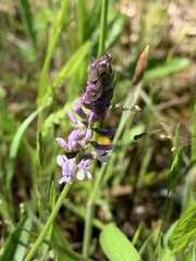 Orbexilum pedunculatum