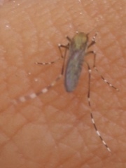 Ochlerotatus