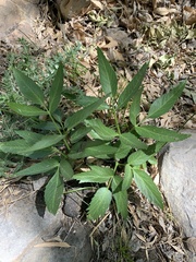 Angelica scabrida