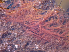 Cumathamnion decipiens