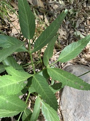 Angelica scabrida