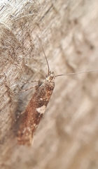 Acrolepiopsis assectella