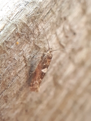 Acrolepiopsis assectella