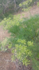 Lomatium suksdorfii