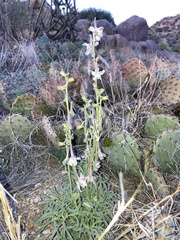 Delphinium wootonii