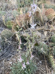Delphinium wootonii
