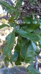 Lyonothamnus floribundus floribundus