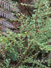 Pomaderris elachophylla