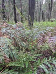 Pomaderris elachophylla