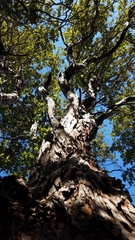 Lyonothamnus floribundus floribundus
