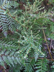 Pomaderris elachophylla