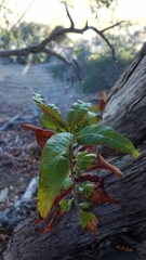 Lyonothamnus floribundus floribundus