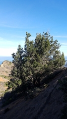 Lyonothamnus floribundus floribundus