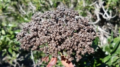 Lyonothamnus floribundus floribundus