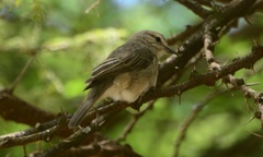 Bradornis microrhynchus