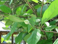 Magnolia sieboldii