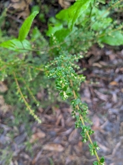 Pomaderris elachophylla