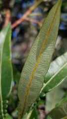 Lyonothamnus floribundus floribundus