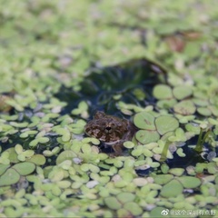 Fejervarya multistriata