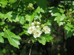 Crataegus pinnatifida