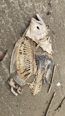 Paralichthys
