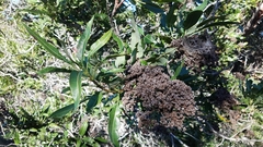 Lyonothamnus floribundus floribundus