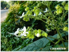 Clerodendrum infortunatum