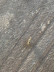 Diptera