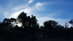 Lyonothamnus floribundus floribundus