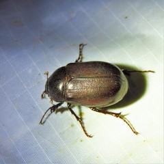 Phyllophaga