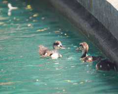 Anas platyrhynchos