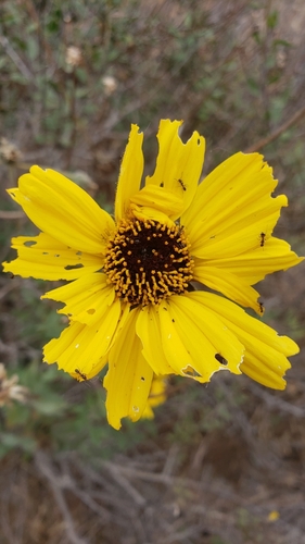 Encelia californica